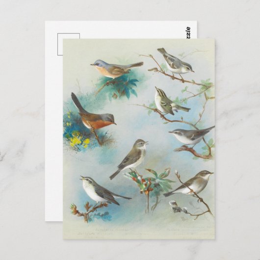 Warbler en Wrens, Briefkaart (Voorkant / Achterkant)