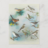 Warbler en Wrens, Briefkaart (Voorkant)