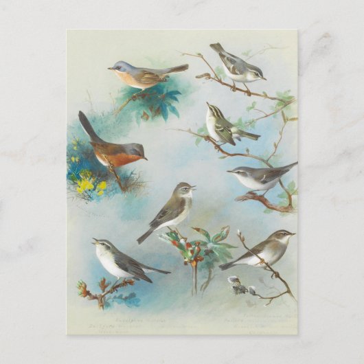 Warbler en Wrens, Briefkaart (Voorkant)