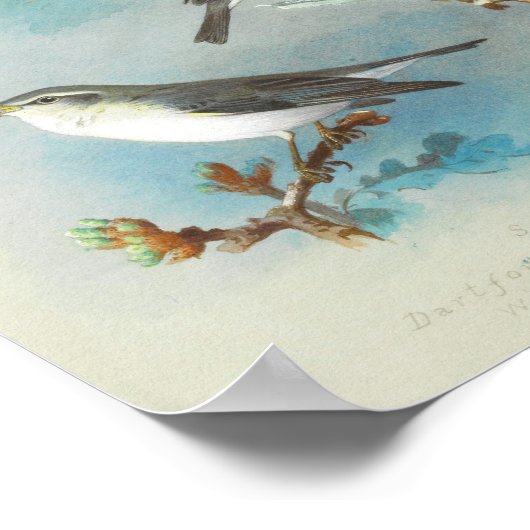 Warbler en Wrens, Poster (Hoek)