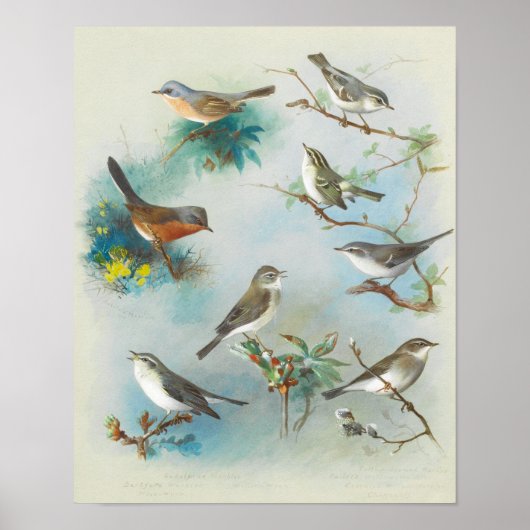 Warbler en Wrens, Poster (Voorkant)