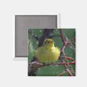 Warbler Magneet (Voorkant / Achterkant)