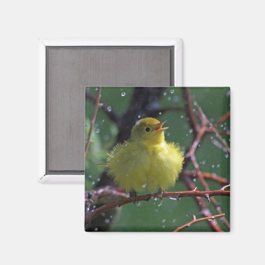 Warbler Magneet (Voorkant / Achterkant)