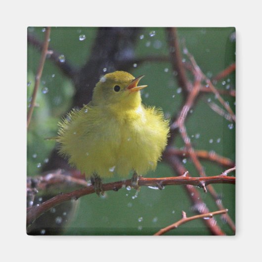 Warbler Magneet (Voorkant)