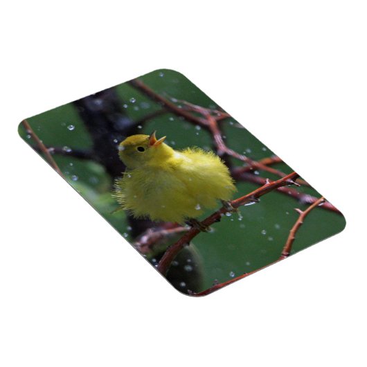 Warbler Magneet (Rechterzijde)