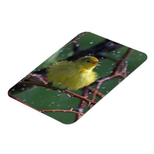 Warbler Magneet (Linkerzijde)