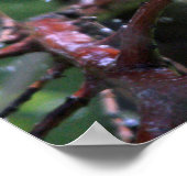 Warbler Poster (Hoek)