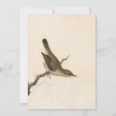 Warbler Reed Wren | William Lewin (Voorkant)