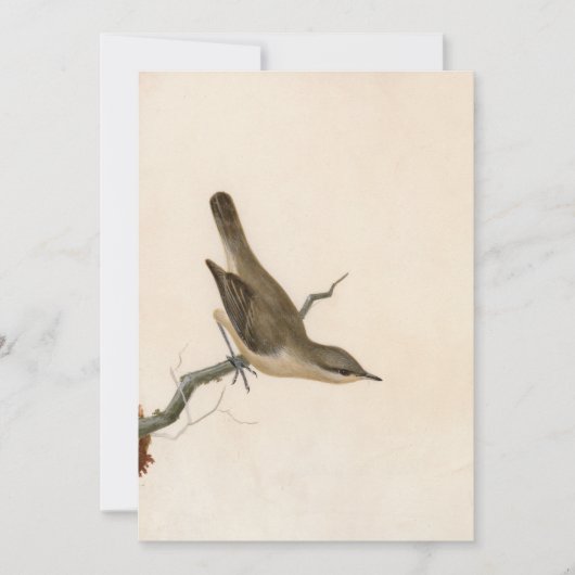 Warbler Reed Wren | William Lewin (Voorkant)