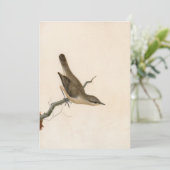 Warbler Reed Wren | William Lewin (Staand voorkant)