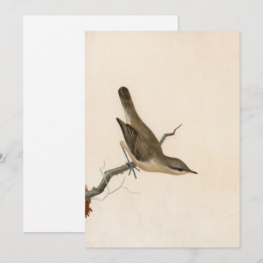Warbler Reed Wren | William Lewin (Voorkant / Achterkant)