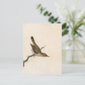 Warbler Reed Wren | William Lewin Briefkaart (Staand voorkant)