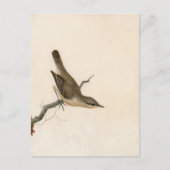 Warbler Reed Wren | William Lewin Briefkaart (Voorkant)