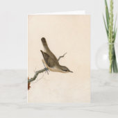 Warbler Reed Wren | William Lewin Kaart (Voorkant)