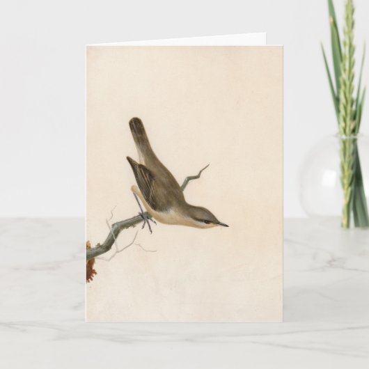 Warbler Reed Wren | William Lewin Kaart (Voorkant)