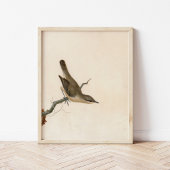 Warbler Reed Wren | William Lewin Poster