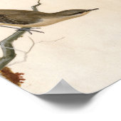 Warbler Reed Wren | William Lewin Poster (Hoek)