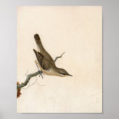 Warbler Reed Wren | William Lewin Poster (Voorkant)