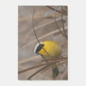 Warbler Wildlife Fotografie Post-it® Notes (Voorkant)