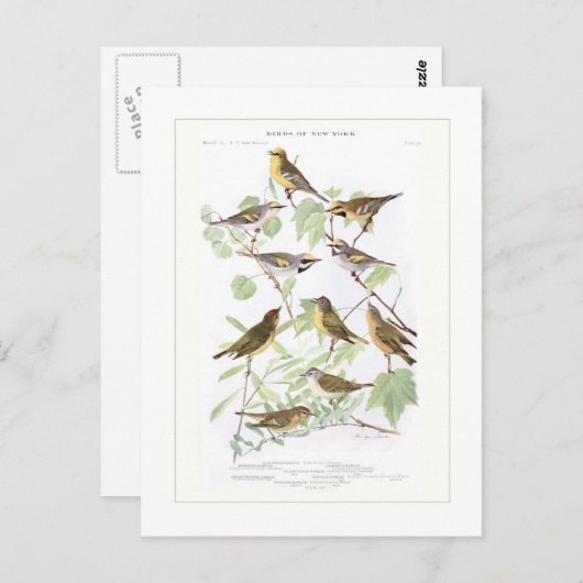 Warblers Briefkaart (Voorkant / Achterkant)