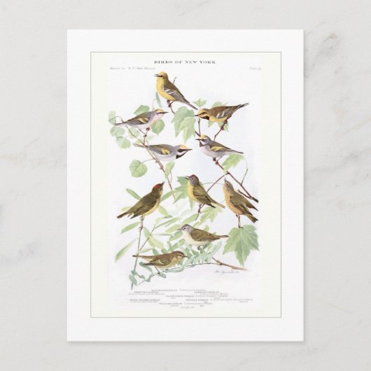 Warblers Briefkaart (Voorkant)