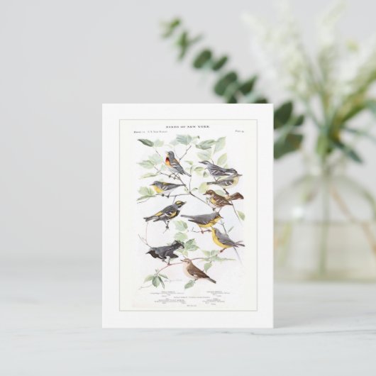 Warblers Briefkaart (Staand voorkant)