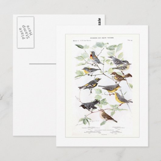 Warblers Briefkaart (Voorkant / Achterkant)