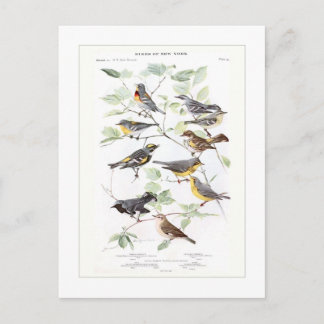 Warblers Briefkaart