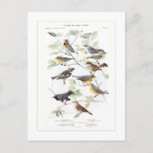 Warblers Briefkaart (Voorkant)