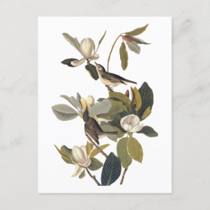 Warbling Flycatcher Kingbird  Audubon art Briefkaart