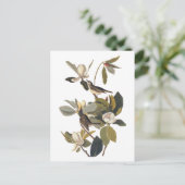 Warbling Flycatcher Kingbird  Audubon art Briefkaart (Staand voorkant)