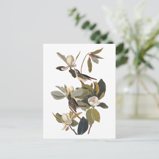 Warbling Flycatcher Kingbird Audubon art Briefkaart (Staand voorkant)