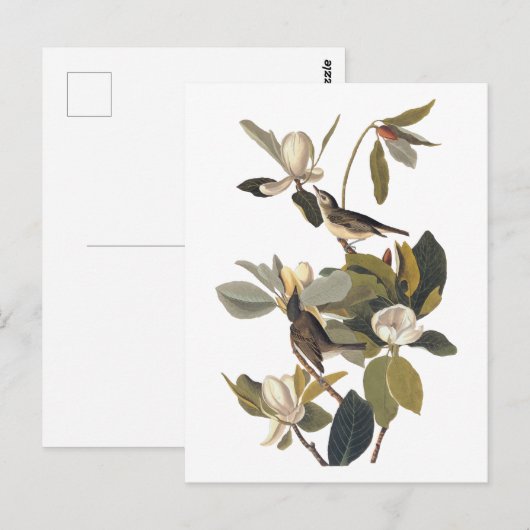 Warbling Flycatcher Kingbird Audubon art Briefkaart (Voorkant / Achterkant)