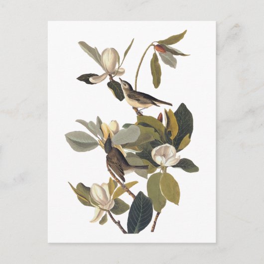 Warbling Flycatcher Kingbird  Audubon art Briefkaart (Voorkant)