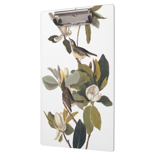 Warbling Flycatcher Kingbird  Audubon Klembord (Links)