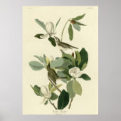 Warbling Flycatcher Poster (Voorkant)