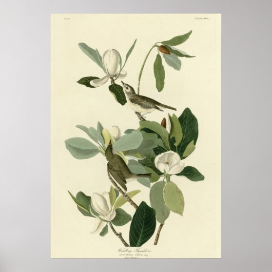 Warbling Flycatcher Poster (Voorkant)