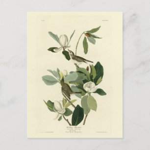 Warbling Flycatcher Vireo Audubon Birds of America Briefkaart