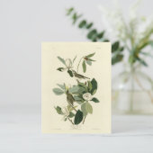 Warbling Flycatcher Vireo Audubon Birds of America Briefkaart (Staand voorkant)