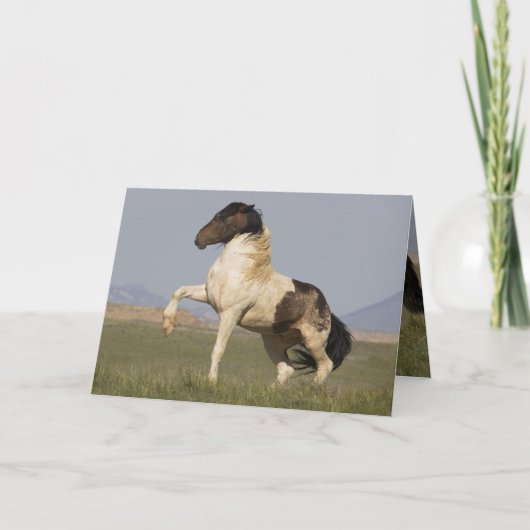 Warbonnet's Challenge Wild Horse Wenskaart Kaart (Voorkant)