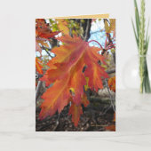 Ware Kleuren Kaart (Voorkant)