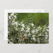 ware mirte in bloem briefkaart (Voorkant / Achterkant)