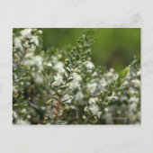 ware mirte in bloem briefkaart (Voorkant)