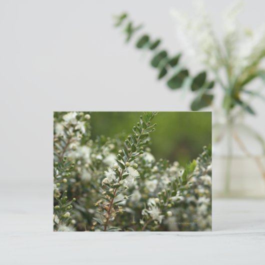 ware mirte in bloem briefkaart (Staand voorkant)