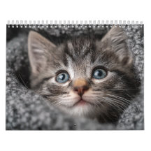 Warm esthetisch dier | Knusse kattenfotografie wan