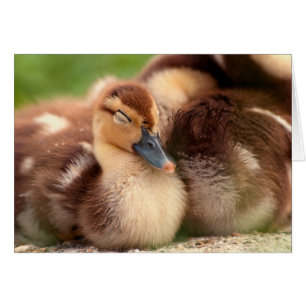 Warm fuzzy ducklings