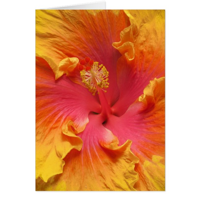 Warm Hibiscus (Voorkant)