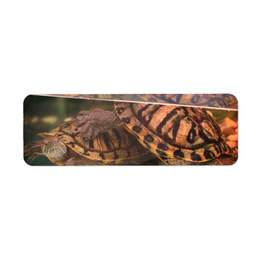 Warm Natuur schildpadden adreslabel Etiket (Voorkant)