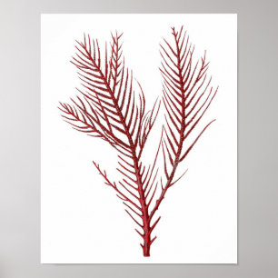 Warm Red Zee Coral no.10 Beach Wall Art Afdrukken Poster