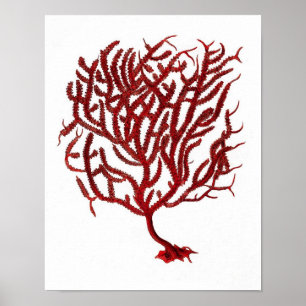 Warm Red Zee Coral no.11 Beach Wall Art Afdrukken Poster